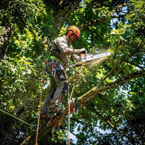 A professional arborist high in a tree canopy using a chainsaw with visible chainsaw bars and chains, wearing a helmet, climbing harness, and safety ropes, surrounded by dense green foliage.